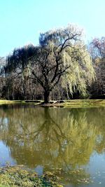 Reflection of trees in lake against sky