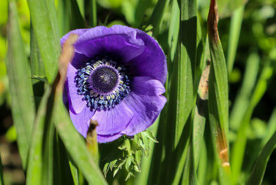 Close-up of purple flowering plant