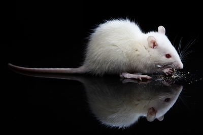 Side view of white rat feeding against black background