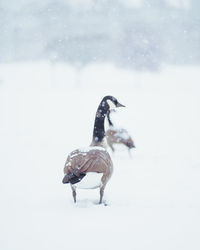 Close-up of a bird on snow