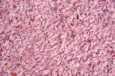 Full frame shot of pink petals