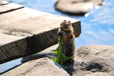 Close-up of squirrel on rock