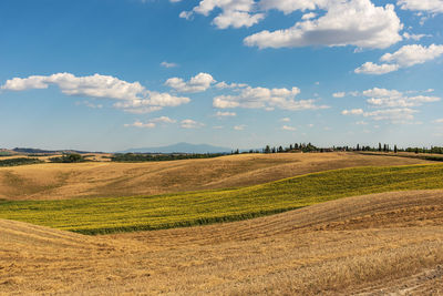 Scenic view of agricultural field against sky