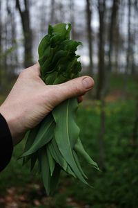 Close-up of hand holding leaf
