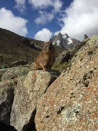 Low angle view of sheep on rock