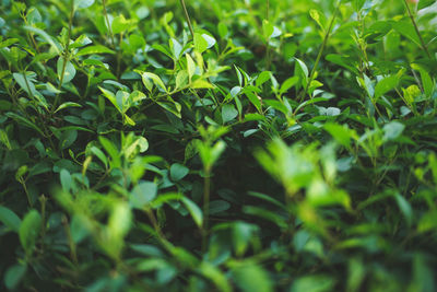 Full frame shot of plants growing on field