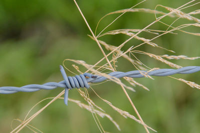 Close-up of damselfly on plant