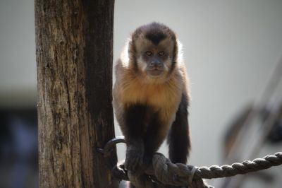 Portrait of monkey on tree trunk