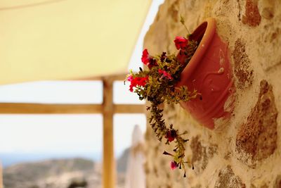 Close-up of red flowering plant against wall