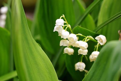 Close-up of white flowering plant