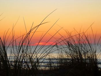 Silhouette plants on beach against romantic sky at sunset