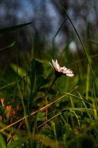 Close-up of white flowering plant