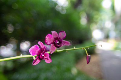 Close-up of pink flowering plant