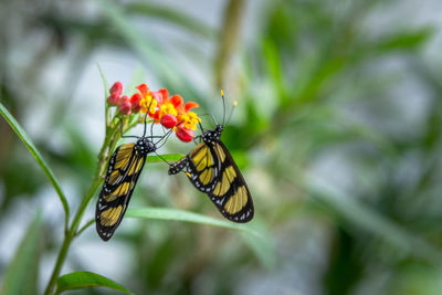 Close-up of butterfly pollinating on flower