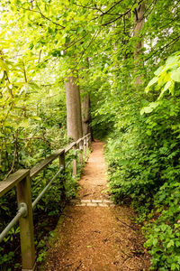 Footpath amidst trees in forest