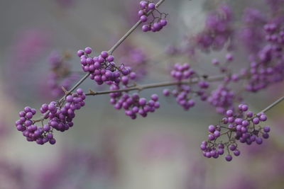 Close-up of fresh pink flowers on tree