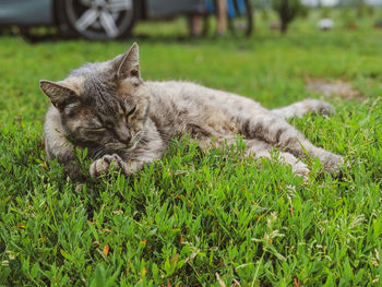 Cat resting on a field