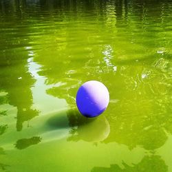 Reflection of trees in water