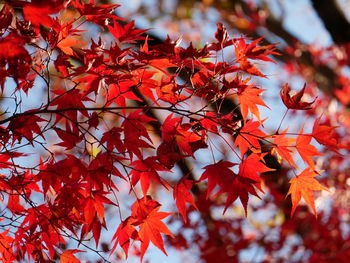 Low angle view of red maple tree