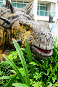 Close-up of a lion statue