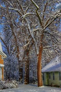 Bare trees against the sky