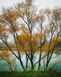 Autumn leaves in water