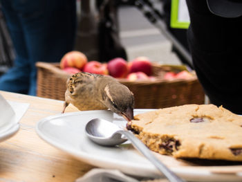 Close-up of bird eating food on table