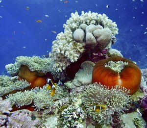 Beautiful anemone city with many clown fisch