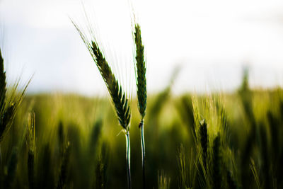 Close-up of wheat growing on field against sky