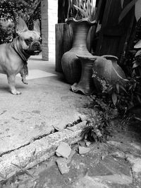 Dog in pen