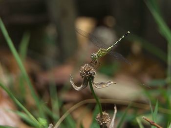 Close-up of wilted flower on field