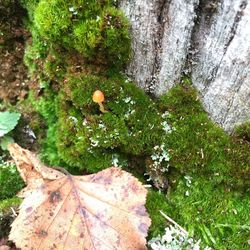 High angle view of trees and plants