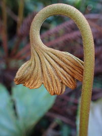 Close-up of wilted flower