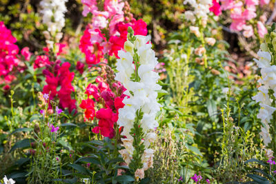 Close-up of pink flowering plants in park