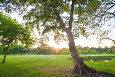 Trees on field against sky