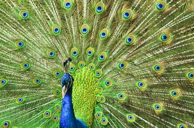 Close-up of peacock with feathers open