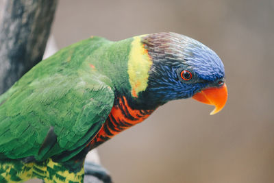 Close-up of parrot