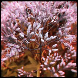 Close-up of flowering plant