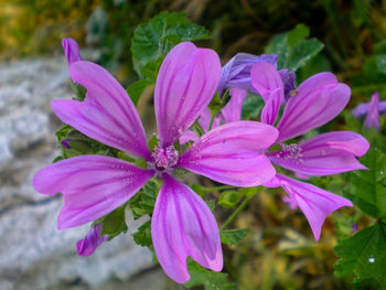 Close-up of pink flowers