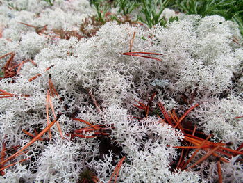 High angle view of frozen plants on land