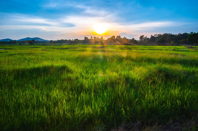 Scenic view of field against sky