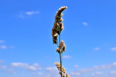 Close-up of purple flowering plant against blue sky