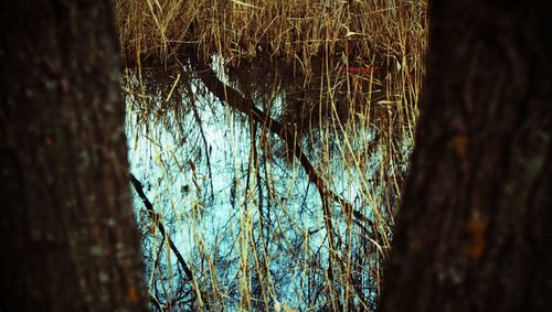 Reflection of trees in water