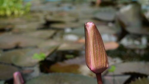Close-up of red flowering plant