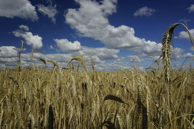 Scenic view of wheat field against sky