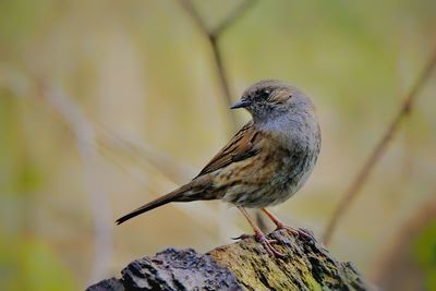 Close-up of bird perching on rock