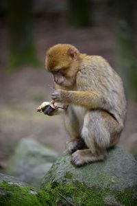 Monkey eating food on rock