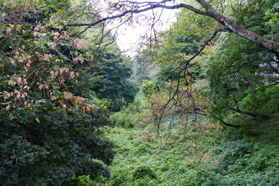 Trees in forest