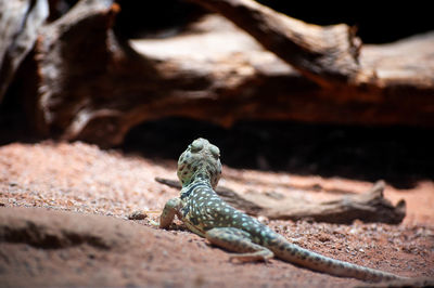 Close-up of lizard on land