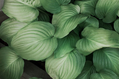 Hosta. large green ideal leaves. natural background of leaves